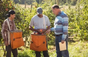 Se necesita obreros para finca
