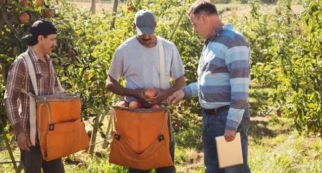 Se necesita obreros para finca