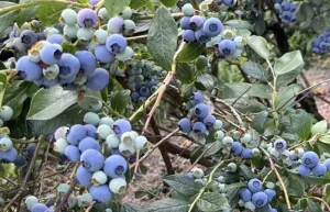 Trabajo en cosecha de arándano