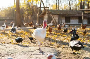 Se Necesita Trabajadores Para Granja Avícola