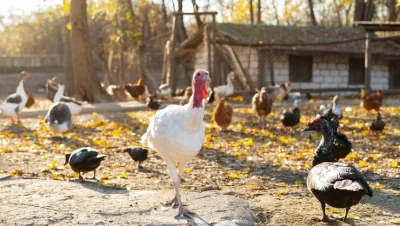 Se Necesita Trabajadores Para Granja Avícola
