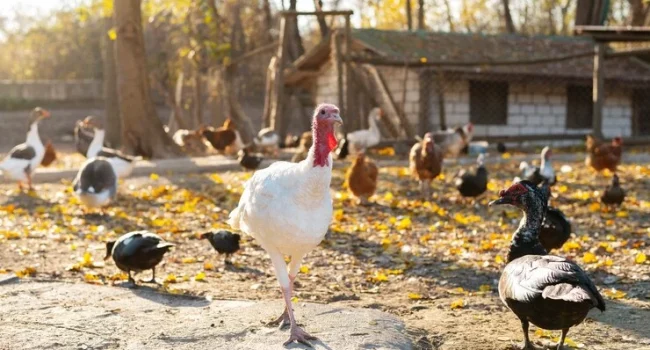 Se Necesita Trabajadores Para Granja Avícola
