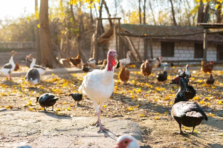 Se Necesita Trabajadores Para Granja Avícola