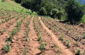 Trabajo En Cosecha Con Campamento